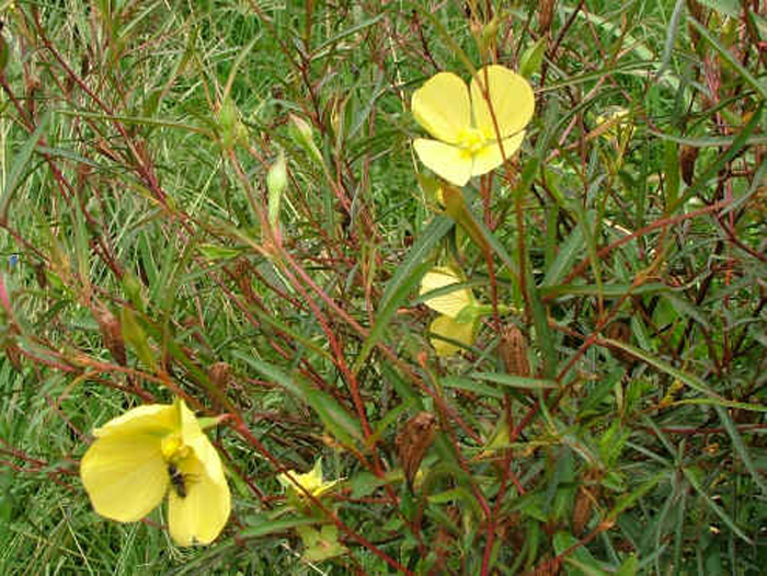 Longleaf willow primrose_weed_ 2.jpg